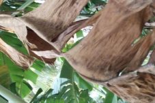 Bukan Cuma Daun Sirih, Ketahui 5 Manfaat Daun Pisang Kering yang Jarang Diketahui