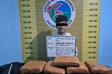 Tim Elang Timur Sat Resnarkoba Polres Pasaman Tangkap Kurir Ganja Di Padang Gelugur Asal Sijunjung Amankan 21 Paket Besar Ganja.