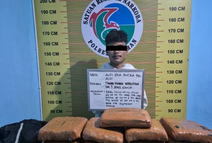 Tim Elang Timur Sat Resnarkoba Polres Pasaman Tangkap Kurir Ganja Di Padang Gelugur Asal Sijunjung Amankan 21 Paket Besar Ganja.